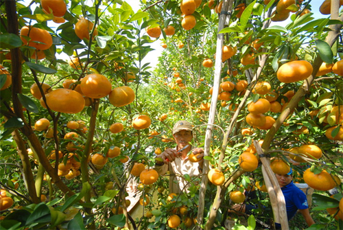 Ziele über Neugestaltung ländlicher Räume durch Orangenbäume erreichen - ảnh 1